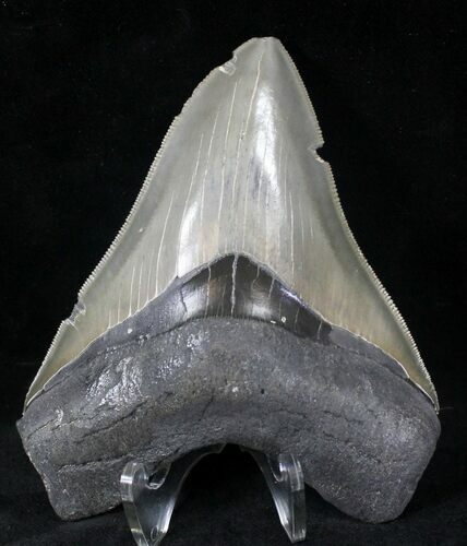 Gorgeous, Serrated Megalodon Tooth - Georgia #20656
